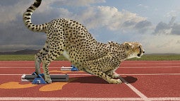 lund cheetah on track